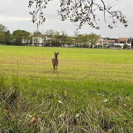 Pink Flamingo Daire Comacchio