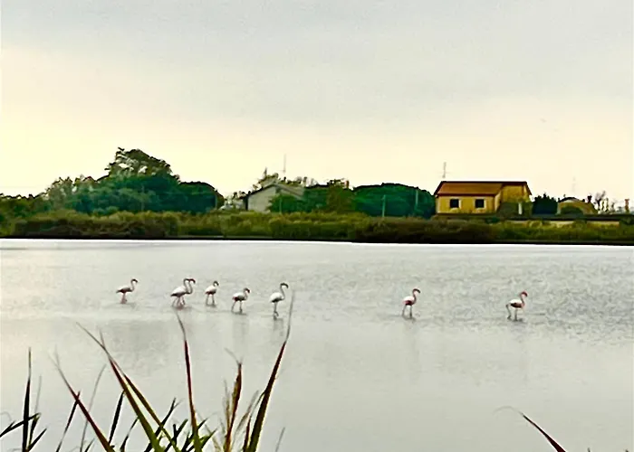 Apartment Pink Flamingo